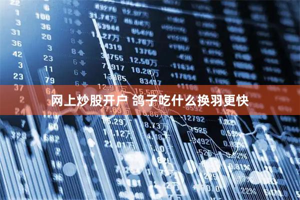 网上炒股开户 鸽子吃什么换羽更快